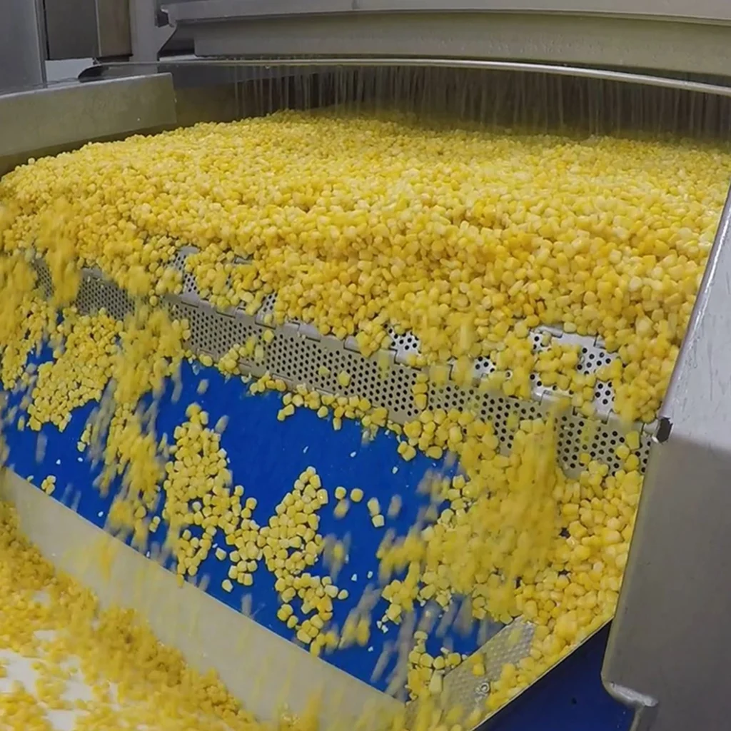 Corn_chilling2